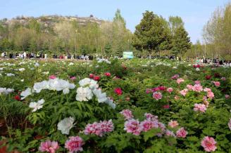 《護駕山牡丹競芬芳》